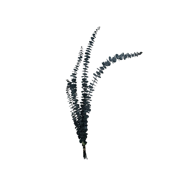 612x612 Preserved Eucalyptus Bundle, Botanicals