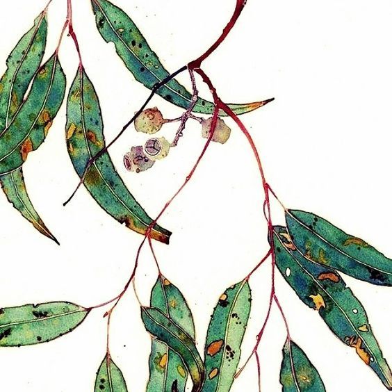 564x564 the iconic australian gumtree awesome patterns in nature