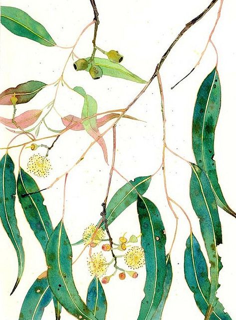 473x640 Eucalyptus Leaves And Flowers In Tats Botanical Art
