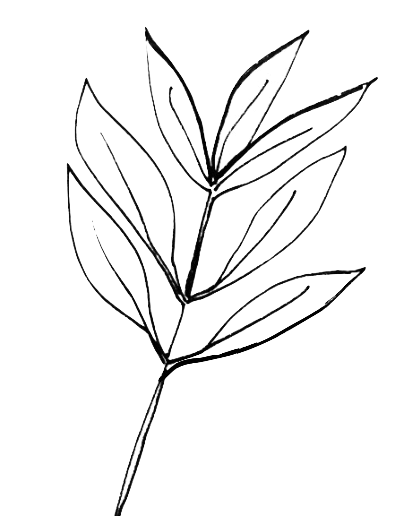 410x516 Essential Oil Of The Month Tea Tree Ledalinda