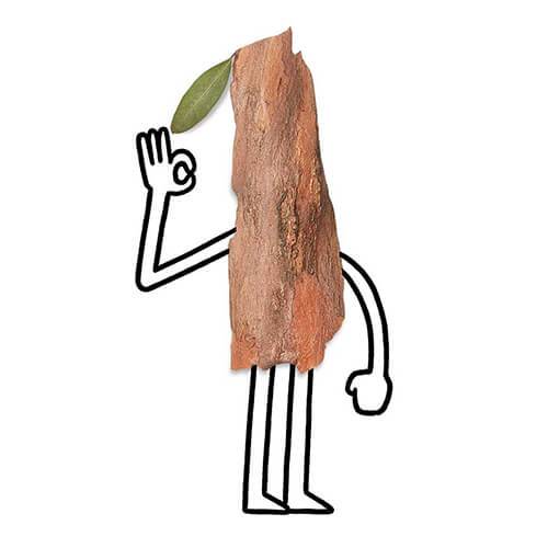 500x500 Allbirds Our Materials Tree