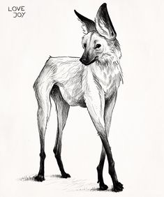 235x282 Sunday Evening Aardwolf Study! I Love How Weird And Wirey These