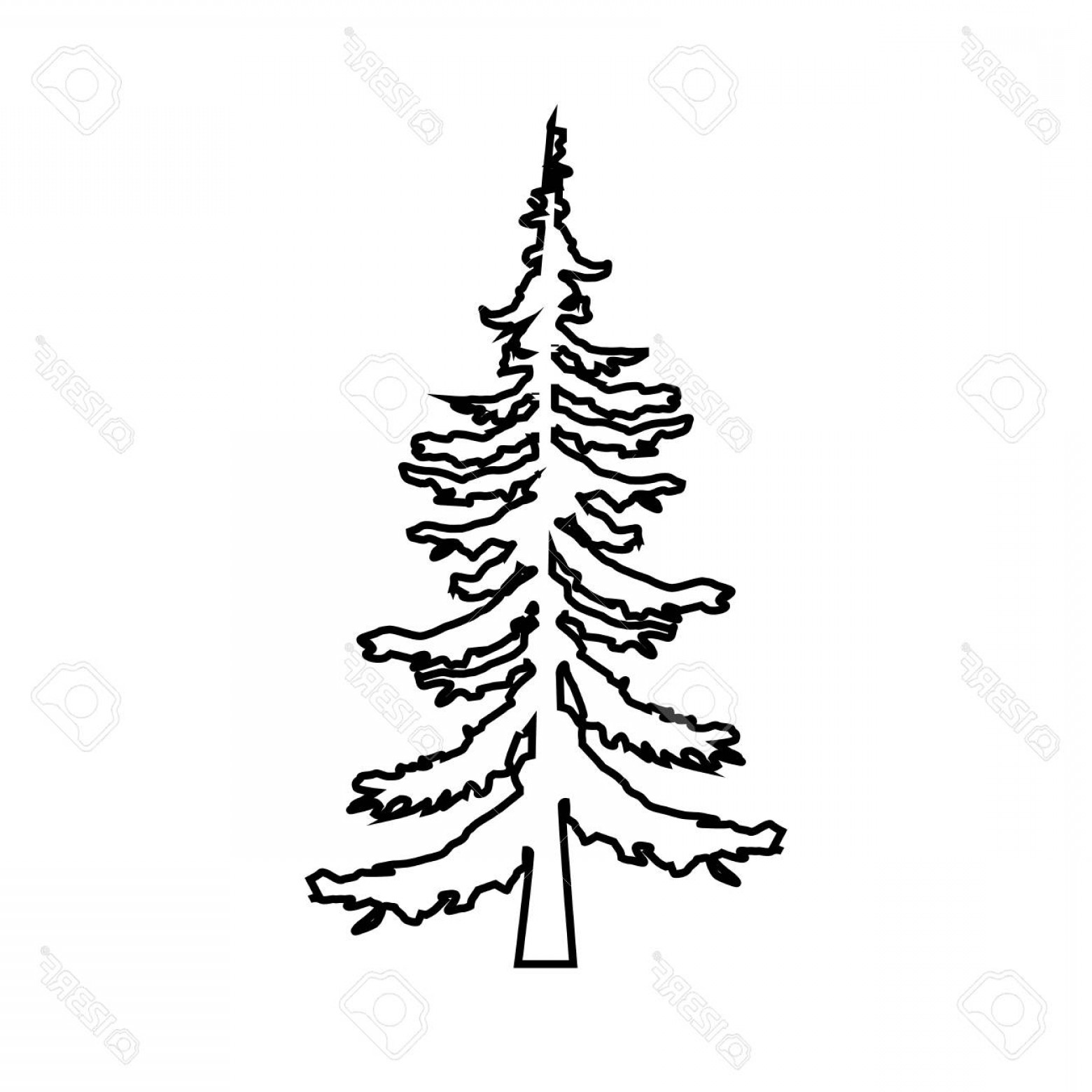 1560x1560 Evergreen Tree Outline Vector Soidergi
