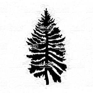 300x300 Png Pine Fir Tree Silhouette Drawing Pine Tree Orangiausa