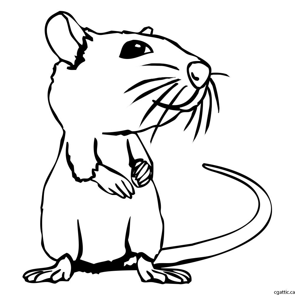 1000x1000 Rat Cartoon Drawing In Steps With Photoshop In Cartoon