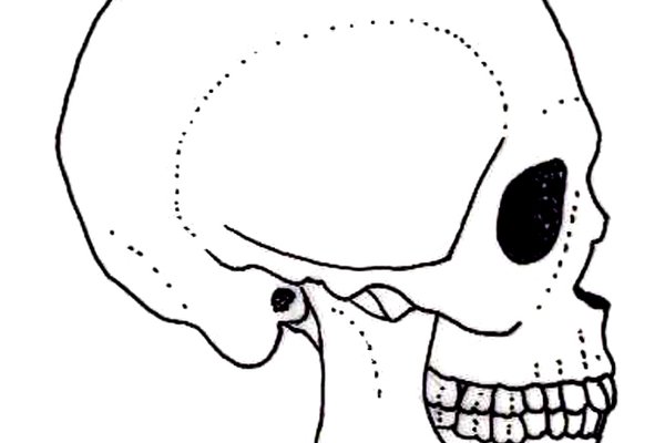 600x400 Human Evolution