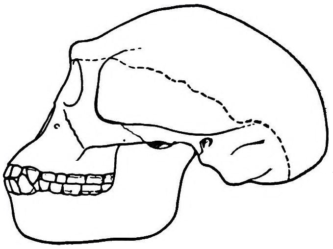 679x508 The Ape Man That Never Was