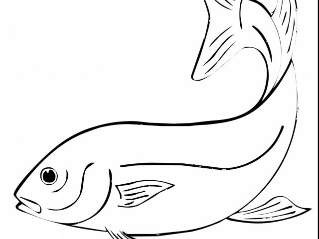 640x480 Drawn Fishing Exotic Fish