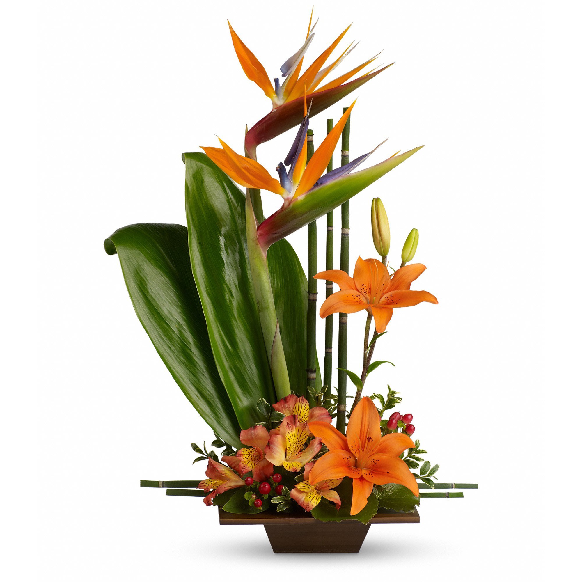 2000x2000 Exotic Grace In Anoka, Mn Main Floral