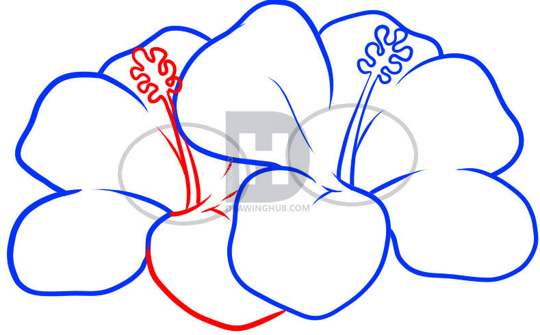789x490 How To Draw Hawaiian Flowers, Step