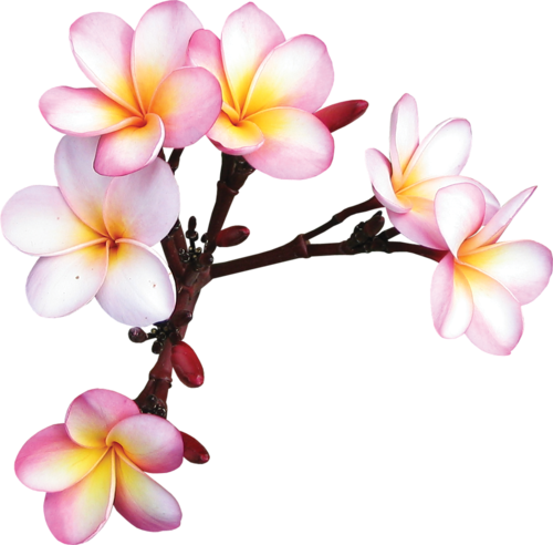 500x492 Flower Acrylic Flowers, Simple Flower