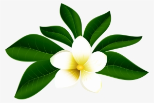 300x201 Tropical Flowers Png Images Png Cliparts Free Download On Seekpng
