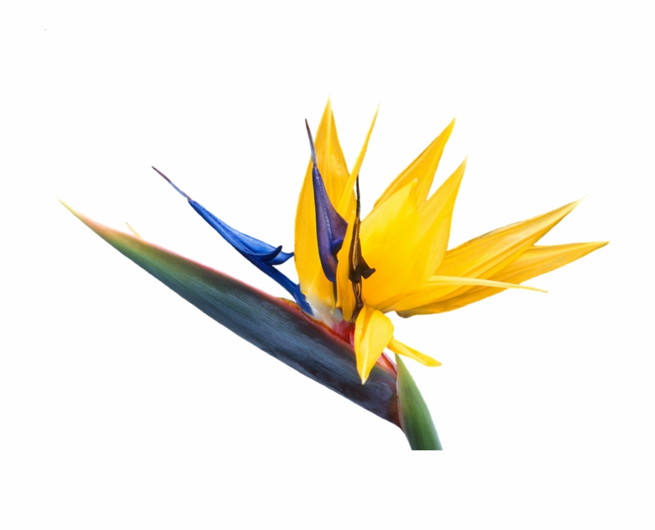 920x745 Caudata, Flower, Bird Of Paradise Flower