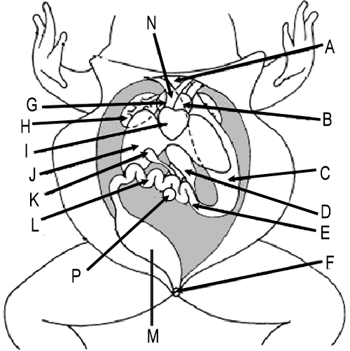 500x502 Frog Dissection