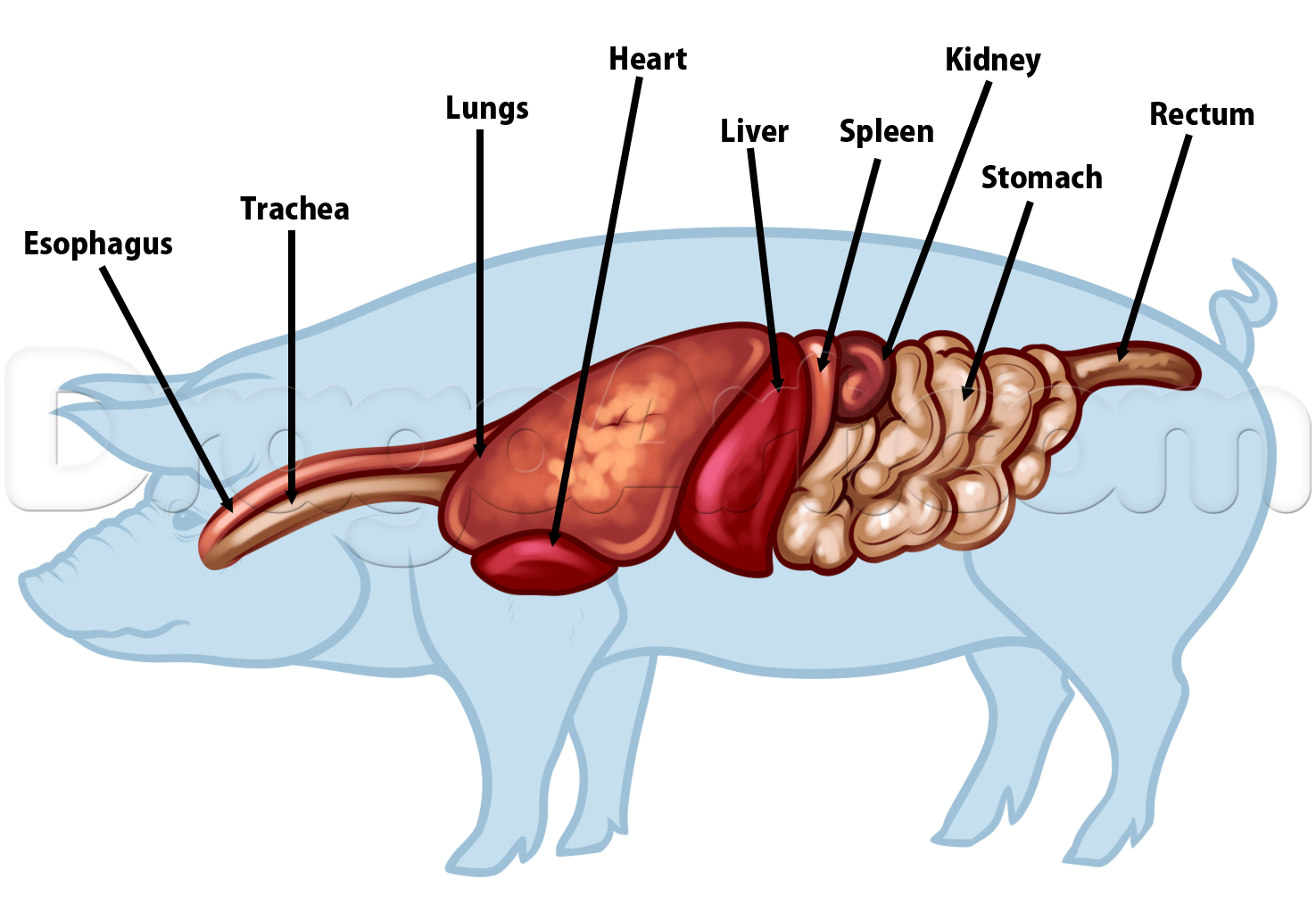 Сердце поросенка. Пищеварительная система свиньи строение. Пищеварительная система свиньи анатомия. Селезенка свиньи анатомия. Строение свиньи анатомия.