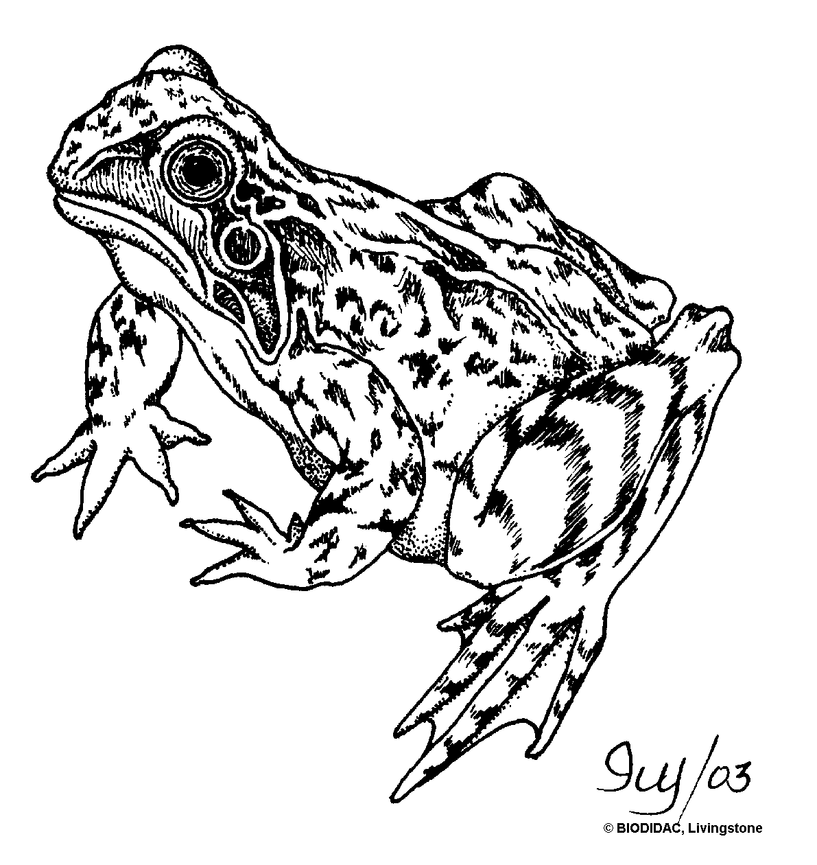 1191x1260 toad drawing external feature for free download