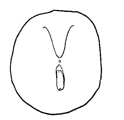 400x386 biological drawing garden pea, external appearance resources