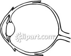 300x238 Diagram Of Basic Eye Structure