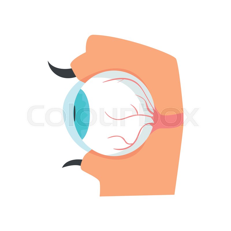 800x800 Eyeball, Anatomy Of Human Eye Cartoon Stock Vector Colourbox