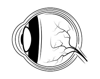 340x270 Human Eye Anatomy Etsy