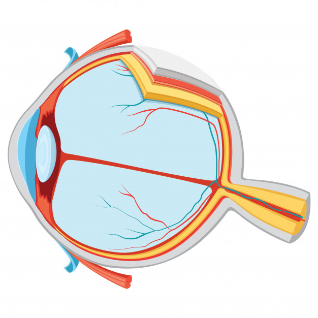 626x626 Illustration Of Eye Anatomy Vector Premium Download