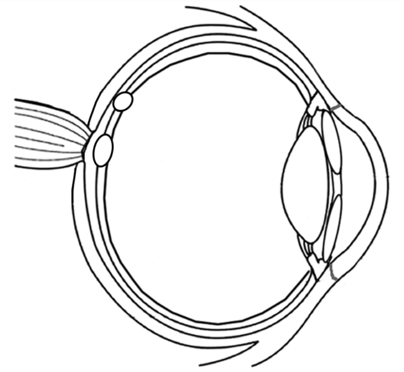 811x747 Anatomy Of The Eye