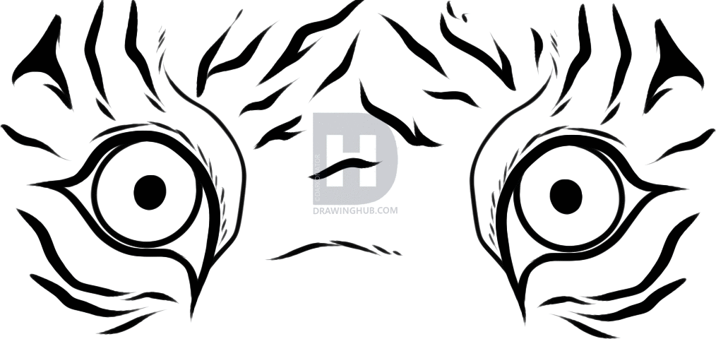 1014x480 How To Draw Tiger Eyes, Step