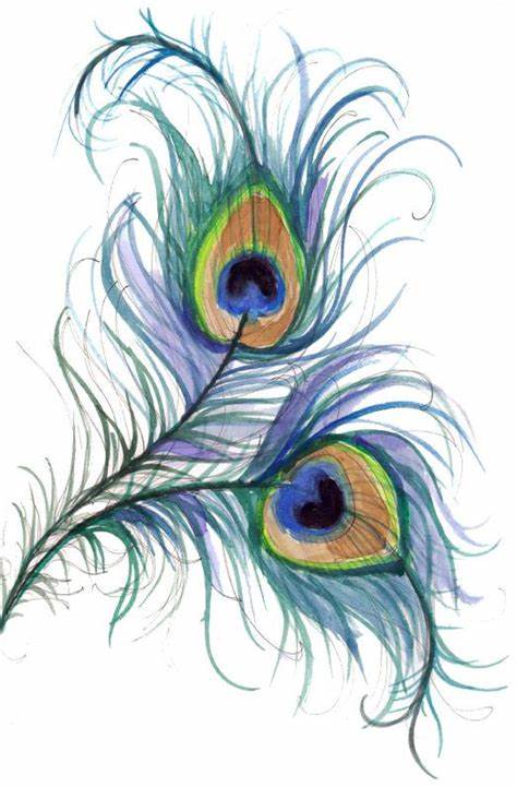 474x721 Huge Collection Of 'peacock Tattoo Drawing' Download More Than