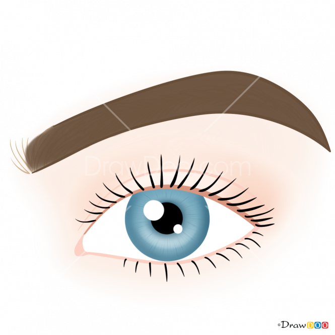 665x665 Collection Of Free Drawing Eyebrows Nice Download On Ui Ex