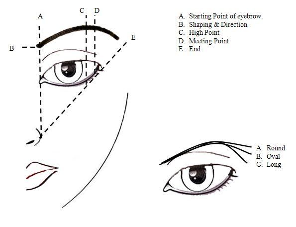 595x456 eyebrow diagram vintage decor in beauty makeup, eyebrow