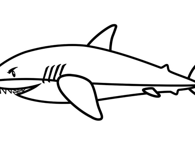 640x480 Awesome How To Draw White Shark For Kids White Shark Coloring