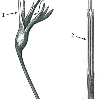 320x320 Pictures Showing A Flower Head Tagged And Covered With Nonwoven