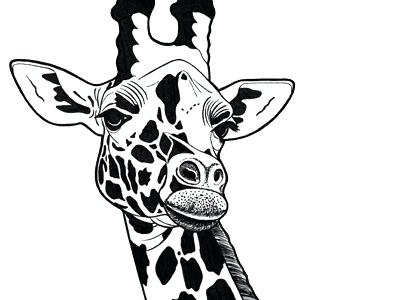 400x300 giraffe drawing images how to draw a giraffe step giraffe