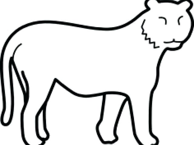 640x480 Tiger Outline Drawing Tiger Drawings Black And White Google Search