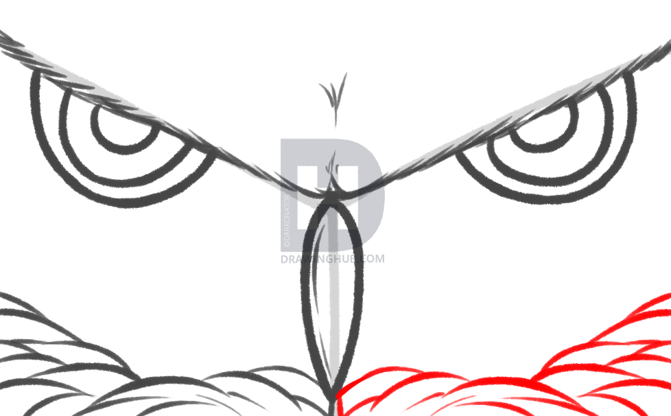 978x606 How To Draw Owl Eyes, Draw An Owl Face, Step