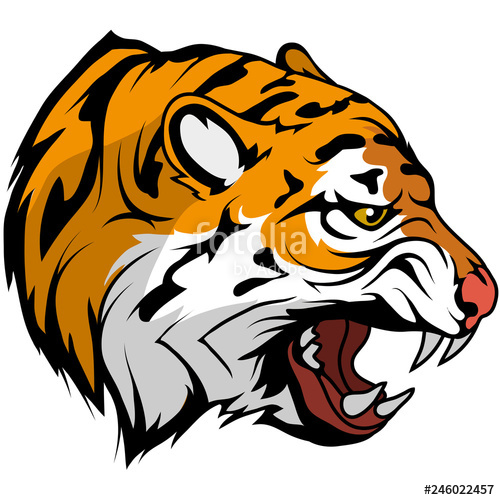 500x500 tiger head vector drawing, tiger face drawing sketch, tiger head