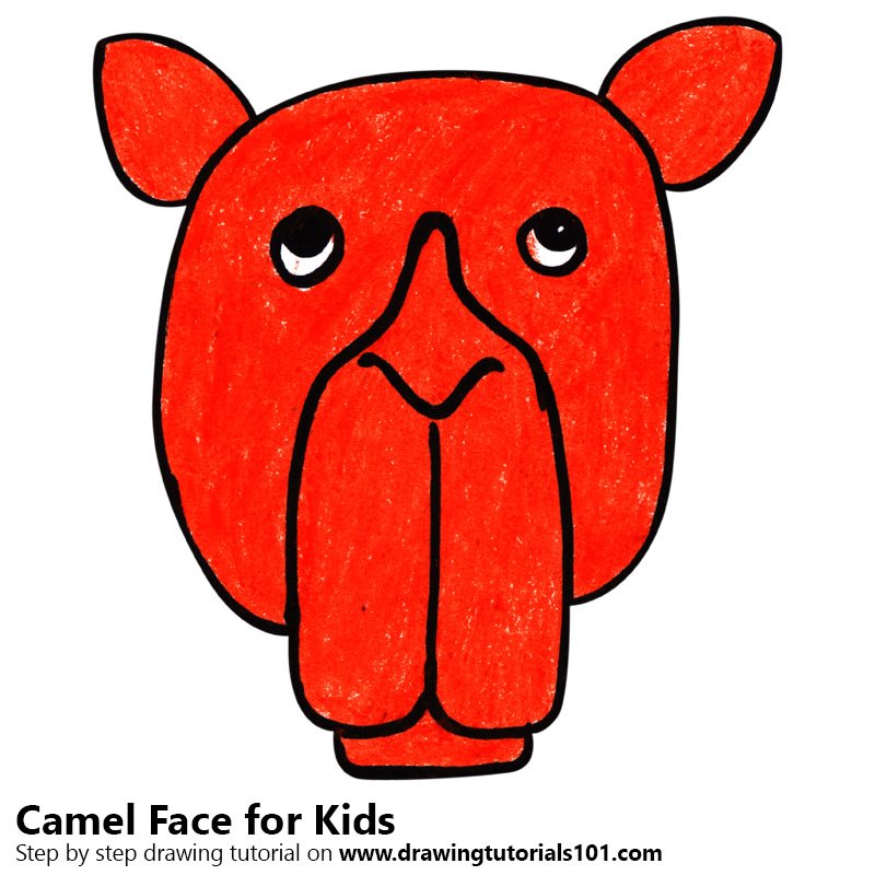 800x800 Learn How To Draw A Camel Face For Kids