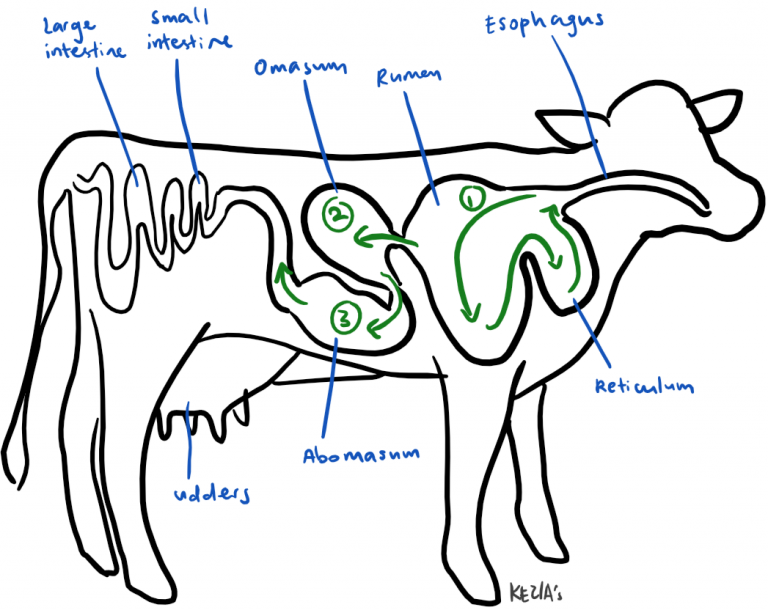 Органы пищеварительной системы коровы. Пищеварительная система теленка схема. Пищеварение КРС. Пищеварительная система коровы. Пищеварение коровы схема.