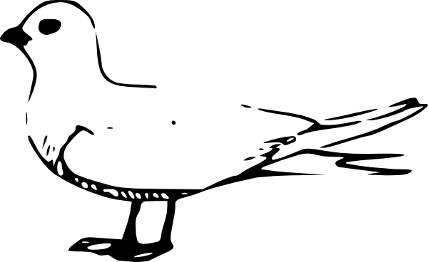 600x368 Fairy Tern Clip Art Free Vector In Open Office Drawing
