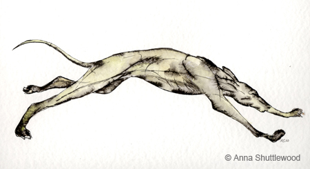 450x245 Anna Shuttlewood