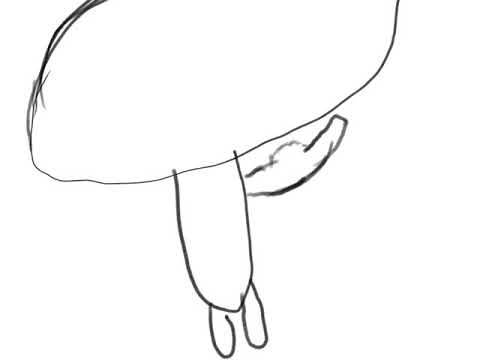 480x360 Sped Fake Drawing Kid