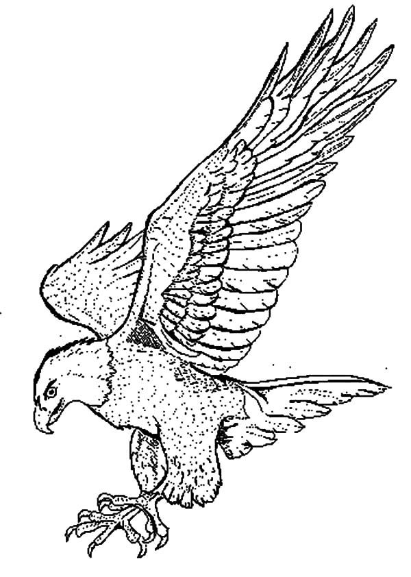 600x842 Falcon Bird Powerful Claws Coloring Pages Art Bird Coloring