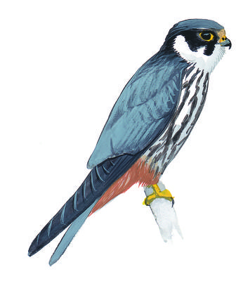 356x400 falcons audubon