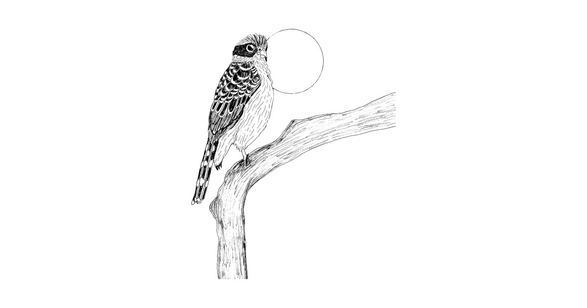 1200x630 Laughing Falcon Bird