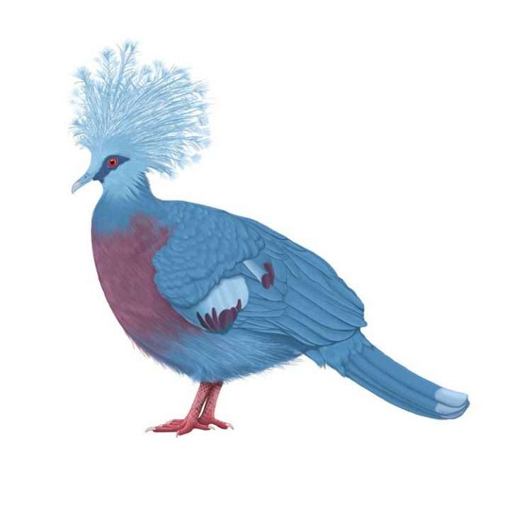 720x720 peregrine falcon bird illustration lachina creative