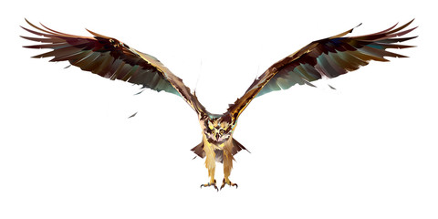 480x240 Drawing Falcon Bird Of Prey In Flight