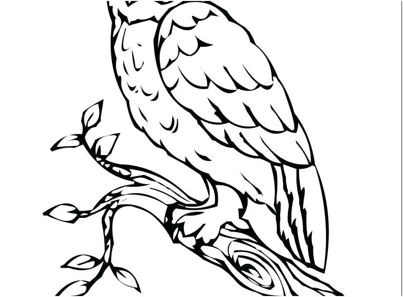 827x609 peregrine falcon coloring