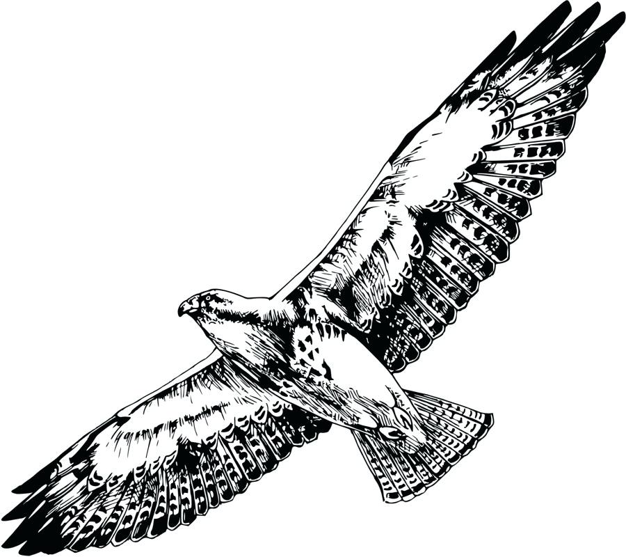 900x800 Drawing Of A Hawk Falcon Chest Drawing Hawkeye