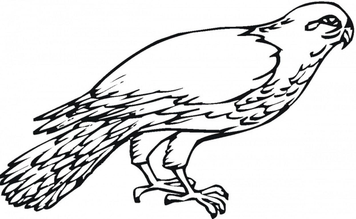 1246x767 Fantastic Falcon Bird Coloring Pages Animal Coloring Pages