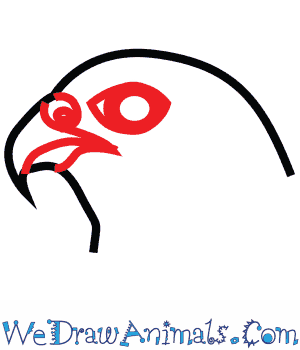 300x350 how to draw a peregrine falcon